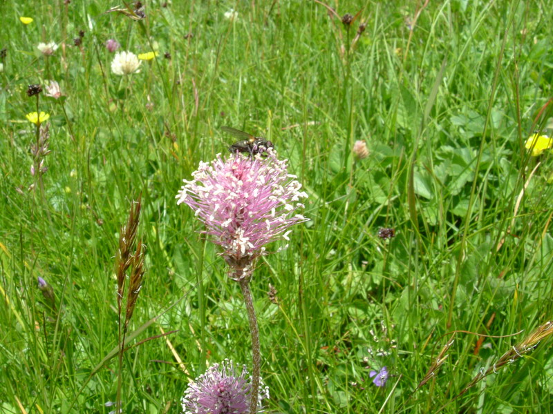 Prati alpini 1 - Plantago media